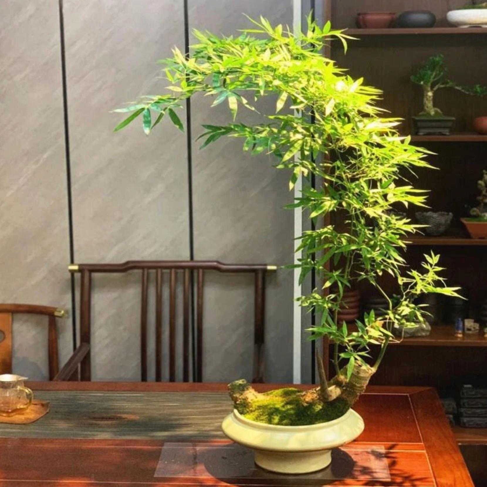 Teahouse greenery