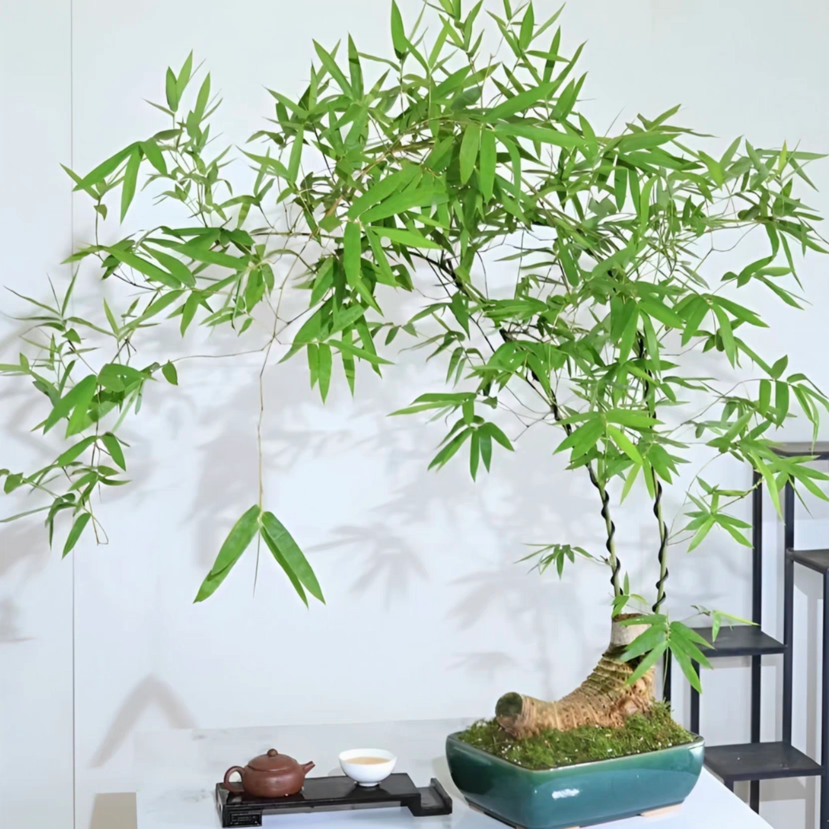 Teahouse greenery