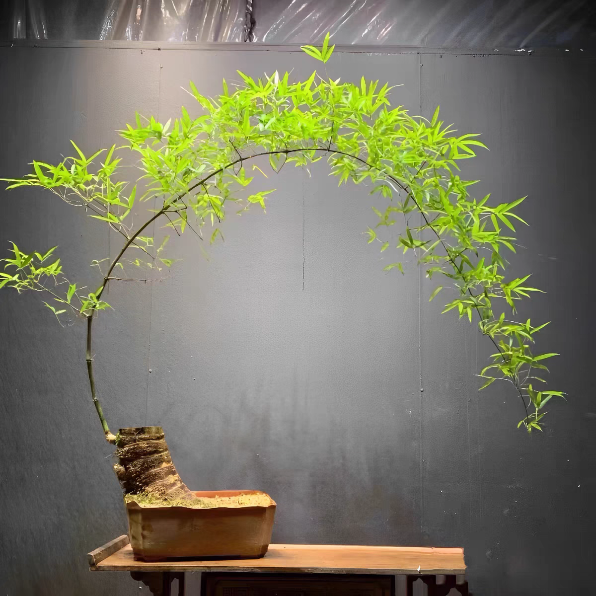 Teahouse greenery